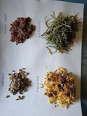 Co konie jedzą jesienią ?